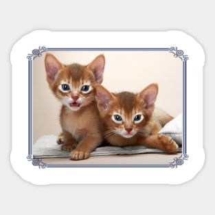 Abyssinian Cat T Shirt Sticker